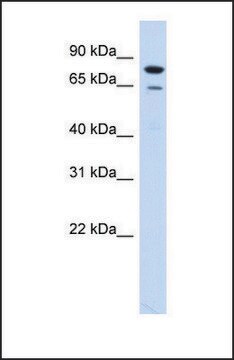 Anti-RMI1, (N-terminal) antibody produced in rabbit affinity isolated antibody