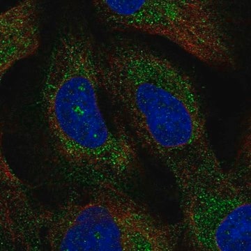 Anti-TMEM212 antibody produced in rabbit Prestige Antibodies&#174; Powered by Atlas Antibodies, affinity isolated antibody