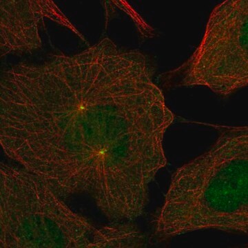 Anti-Dnajc28 Antibody Produced In Rabbit Prestige Antibodies&#174; Powered by Atlas Antibodies, affinity isolated antibody, buffered aqueous glycerol solution