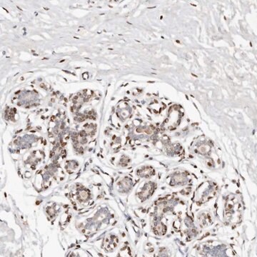 Anti-IQGAP3 antibody produced in rabbit Prestige Antibodies&#174; Powered by Atlas Antibodies, affinity isolated antibody, buffered aqueous glycerol solution, ab1