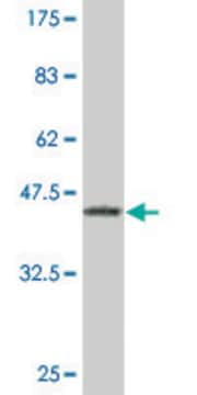 Monoclonal Anti-EN1 antibody produced in mouse clone 3G9, purified immunoglobulin, buffered aqueous solution