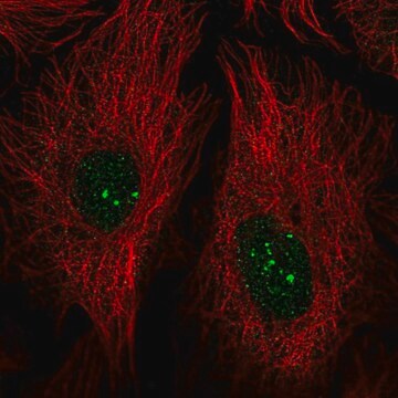 Anti-PRDM15 antibody produced in rabbit Prestige Antibodies&#174; Powered by Atlas Antibodies, affinity isolated antibody