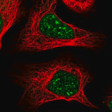 Anti-COPS4 antibody produced in rabbit Prestige Antibodies&#174; Powered by Atlas Antibodies, affinity isolated antibody