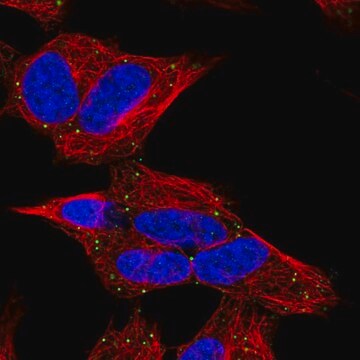 Anti-CERK antibody produced in rabbit Prestige Antibodies&#174; Powered by Atlas Antibodies, affinity isolated antibody