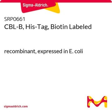 CBL-B, His-Tag, znakowany biotyną recombinant, expressed in E. coli