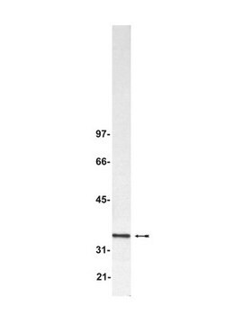 Anti-Blys/TALL-1/BAFF/THANK Antibody Upstate&#174;, from rabbit