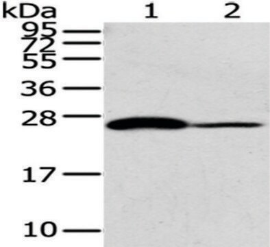 Anti-CD79A affinity isolated antibody