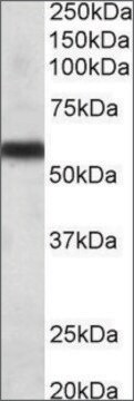 Anti-CYP2C8 antibody produced in goat affinity isolated antibody, buffered aqueous solution