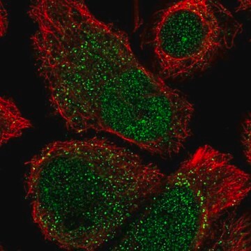 Anti-ANKRD37 antibody produced in rabbit Prestige Antibodies&#174; Powered by Atlas Antibodies, affinity isolated antibody