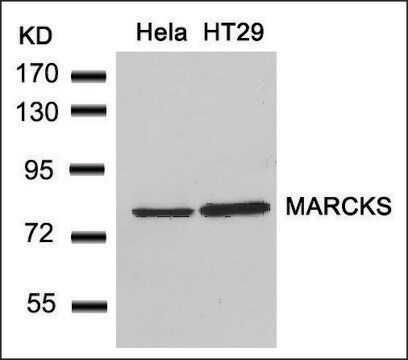 Anti-MARCKS (Ab-162) antibody produced in rabbit affinity isolated antibody