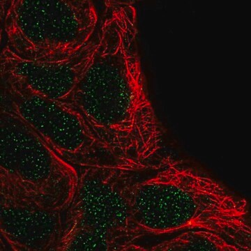 Anti-FSBP antibody produced in rabbit Prestige Antibodies&#174; Powered by Atlas Antibodies, affinity isolated antibody