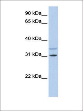 Anti-KCNRG (AB1) antibody produced in rabbit affinity isolated antibody