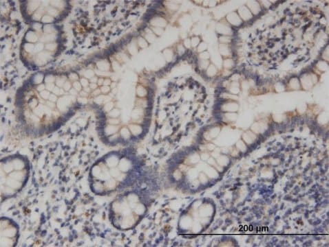 Monoclonal Anti-KIF1C, (C-terminal) antibody produced in mouse clone 1F12, purified immunoglobulin, buffered aqueous solution