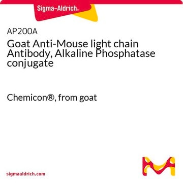 Goat Anti-Mouse light chain Antibody, Alkaline Phosphatase conjugate Chemicon&#174;, from goat