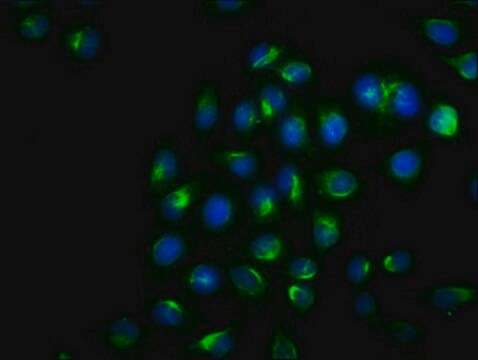 Anti-phospho-ERN1 (S724) antibody, clone 1F12, Rabbit Monoclonal recombinant, expressed in HEK293F cells