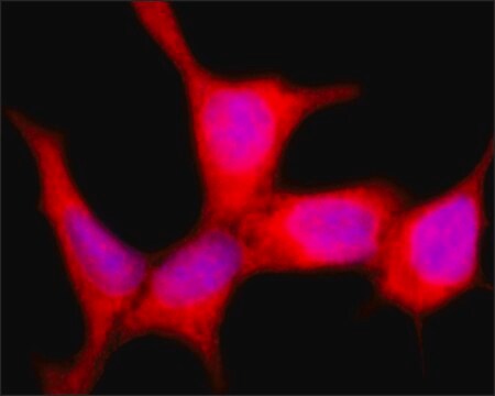 Monoclonal Anti-TBXAS1 antibody produced in mouse culture supernatant