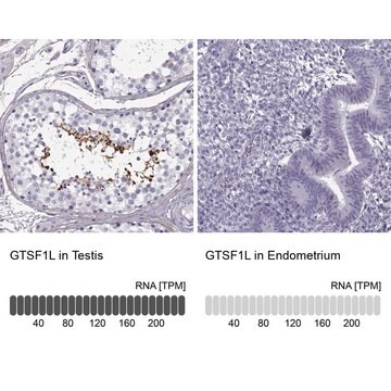 Anti-GTSF1L antibody produced in rabbit Prestige Antibodies&#174; Powered by Atlas Antibodies, affinity isolated antibody, buffered aqueous glycerol solution