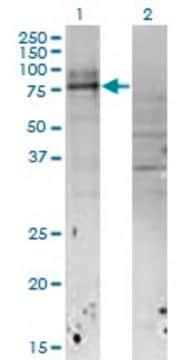 Monoclonal Anti-IL18RAP antibody produced in mouse clone 4G4, purified immunoglobulin, buffered aqueous solution