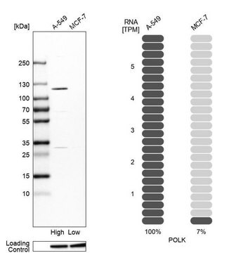 Anti-POLK antibody produced in rabbit Prestige Antibodies&#174; Powered by Atlas Antibodies, affinity isolated antibody