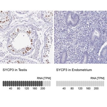 Anti-SYCP3 antibody produced in rabbit Prestige Antibodies&#174; Powered by Atlas Antibodies, affinity isolated antibody, buffered aqueous glycerol solution