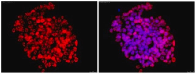 Anti-DPPA-2 Antibody, clone 6C1.2, Cy3 conjugate clone 6C1.2, from mouse, CY3 conjugate