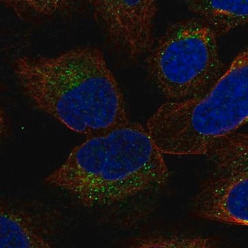 Anti-YIF1B antibody produced in rabbit Prestige Antibodies&#174; Powered by Atlas Antibodies, affinity isolated antibody