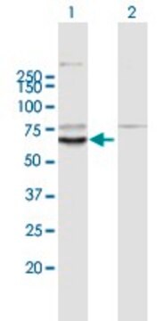 Anti-KLHL10 antibody produced in mouse purified immunoglobulin, buffered aqueous solution