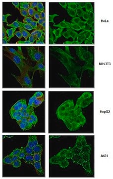 Anti-Cytoplasm Antibody Marker, clone 6F7.2 clone 6F7.1, 0.5&#160;mg/mL, from mouse