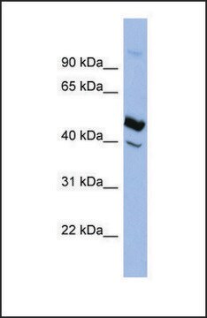 Anti-SERPIND1 antibody produced in rabbit affinity isolated antibody