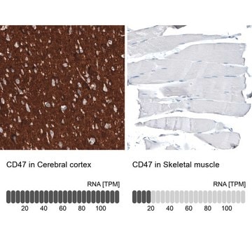 单克隆抗CD47 小鼠抗 Prestige Antibodies&#174; Powered by Atlas Antibodies, clone CL6913, purified immunoglobulin, buffered aqueous glycerol solution