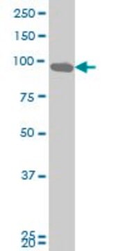 Monoclonal Anti-DDX54 antibody produced in mouse clone 5B3, purified immunoglobulin, buffered aqueous solution