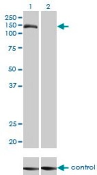 Monoclonal Anti-TMEM1 antibody produced in mouse clone 5B4, purified immunoglobulin, buffered aqueous solution