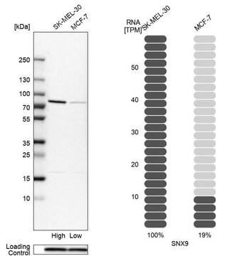 Anti-SNX9 antibody produced in rabbit Prestige Antibodies&#174; Powered by Atlas Antibodies, affinity isolated antibody, buffered aqueous glycerol solution