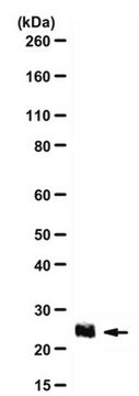 Anti-IGF2 Antibody from rabbit, purified by affinity chromatography