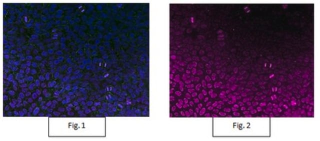 Anti-acetyl-Histone H3 Antibody, Alexa Fluor&#8482; 647 Conjugate from rabbit, ALEXA FLUOR&#8482; 647