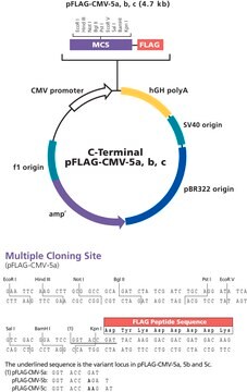 pFLAG-CMV&#8482;&#8722;5a,b,c Expression Vectors 0.5&#160;mg/mL