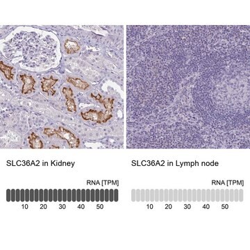 Anti-SLC36A2 antibody produced in rabbit Prestige Antibodies&#174; Powered by Atlas Antibodies, affinity isolated antibody, buffered aqueous glycerol solution