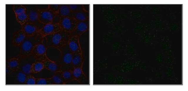 Anti-STAM-binding protein Antibody, clone 4D12.2 clone 4D12.2, from mouse