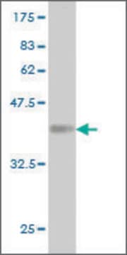 Monoclonal Anti-ALX3 antibody produced in mouse clone 1F1, ascites fluid