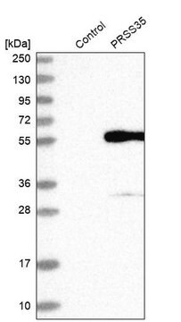 Anti-PRSS35 antibody produced in rabbit Prestige Antibodies&#174; Powered by Atlas Antibodies, affinity isolated antibody, buffered aqueous glycerol solution