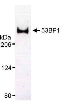 Rabbit anti-53BP1 Antibody, Affinity Purified Powered by Bethyl Laboratories, Inc.