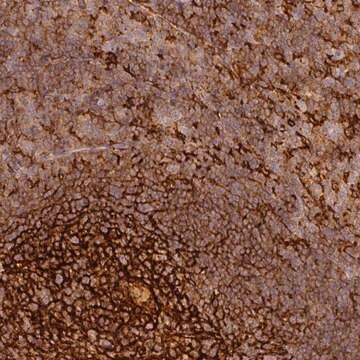 Anti-TMEM42 antibody produced in rabbit Prestige Antibodies&#174; Powered by Atlas Antibodies, affinity isolated antibody, buffered aqueous glycerol solution