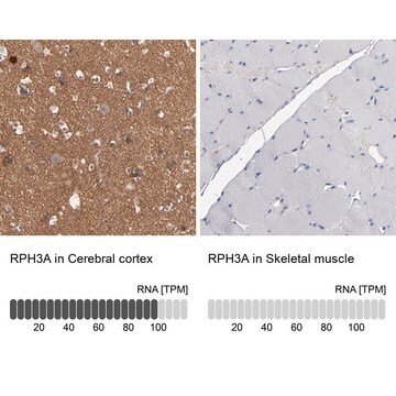 Anti-RPH3A antibody produced in rabbit Prestige Antibodies&#174; Powered by Atlas Antibodies, affinity isolated antibody, buffered aqueous glycerol solution