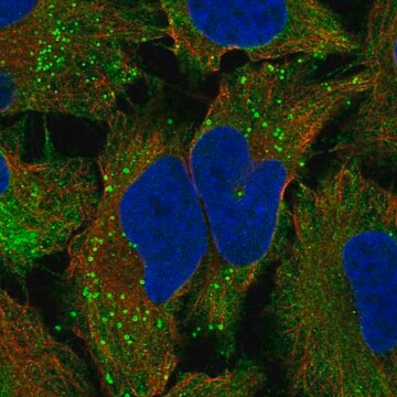 Anti-Tas2R10 Antibody Produced In Rabbit Prestige Antibodies&#174; Powered by Atlas Antibodies, affinity isolated antibody, buffered aqueous glycerol solution