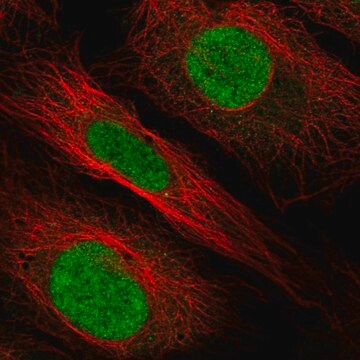 Anti-Hoxb1 Antibody Produced In Rabbit Prestige Antibodies&#174; Powered by Atlas Antibodies, affinity isolated antibody, buffered aqueous glycerol solution