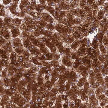 Anti-Spire1 antibody produced in rabbit affinity isolated antibody, buffered aqueous glycerol solution