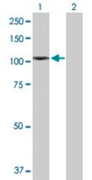 抗NLGN4X抗体 ウサギ宿主抗体 purified immunoglobulin, buffered aqueous solution