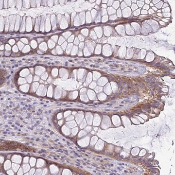 Anti-LMF2 antibody produced in rabbit Prestige Antibodies&#174; Powered by Atlas Antibodies, affinity isolated antibody, buffered aqueous glycerol solution