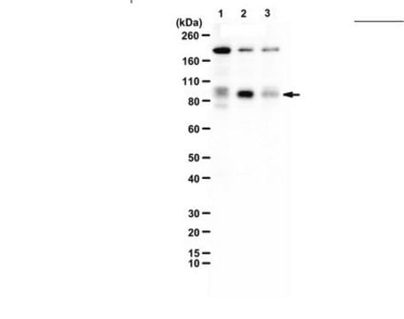 Anti-phospho-UVRAG (Ser498) from rabbit