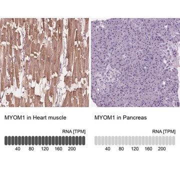 Anti-MYOM1 antibody produced in rabbit Prestige Antibodies&#174; Powered by Atlas Antibodies, affinity isolated antibody, buffered aqueous glycerol solution